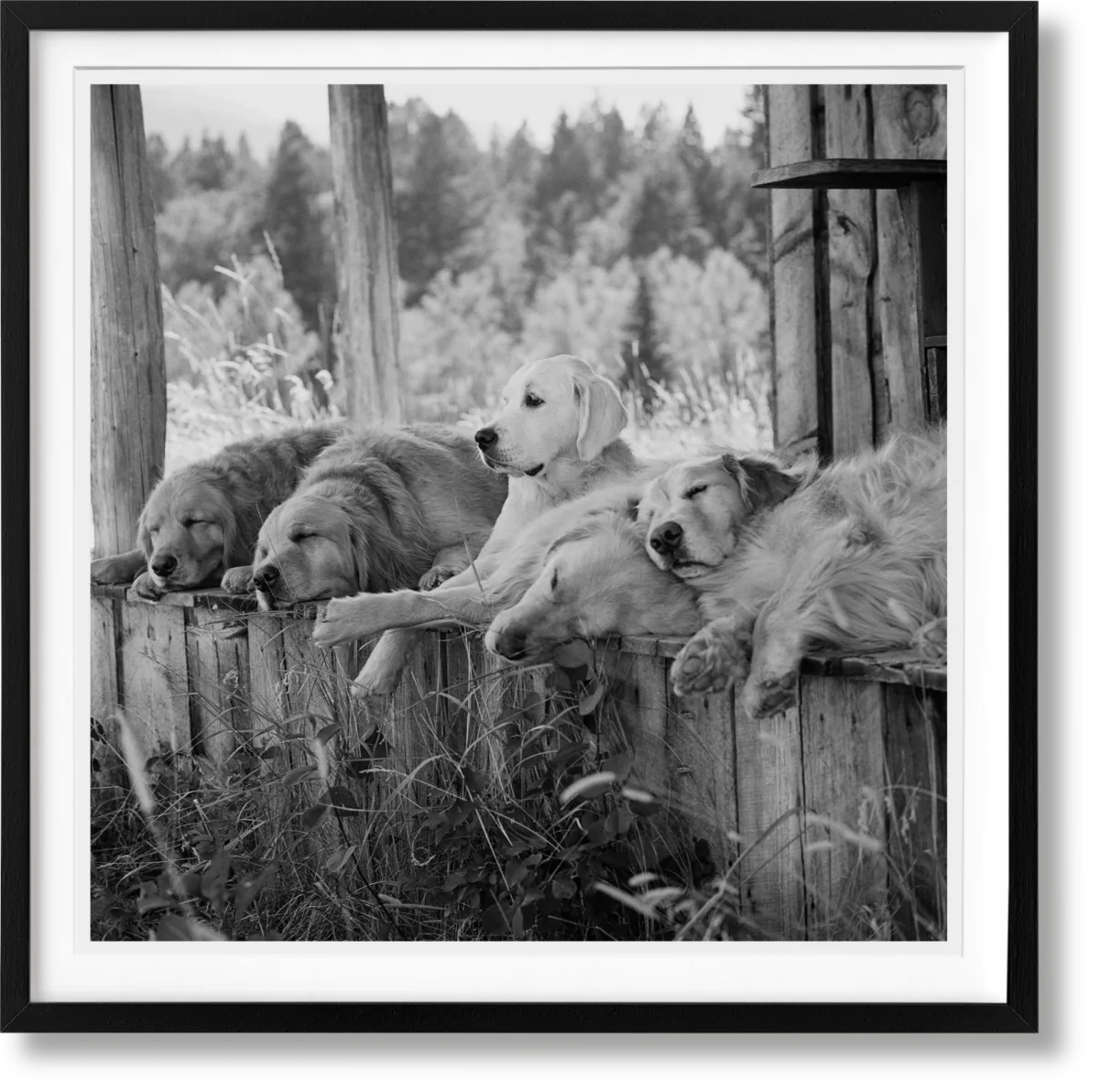 Bruce Weber. The Golden Retriever Photographic Society.
